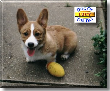 Lucy, the Dog of the Day