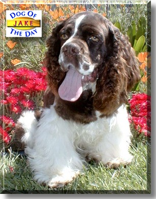 Jake, the Dog of the Day