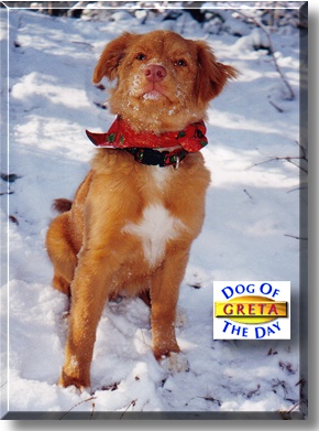 Greta, the Dog of the Day