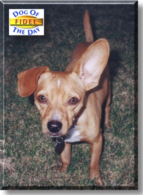 Fidel, the Dog of the Day