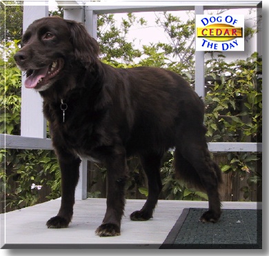 Cedar, the Dog of the Day