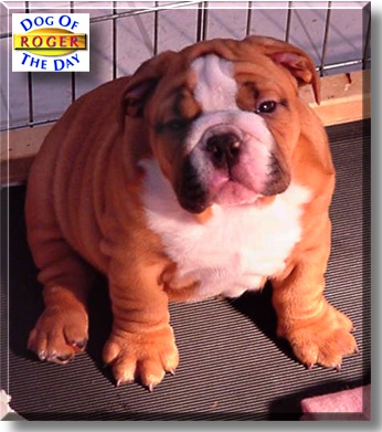 Roger, the Dog of the Day