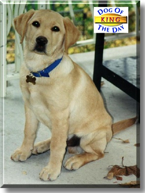 King, the Dog of the Day