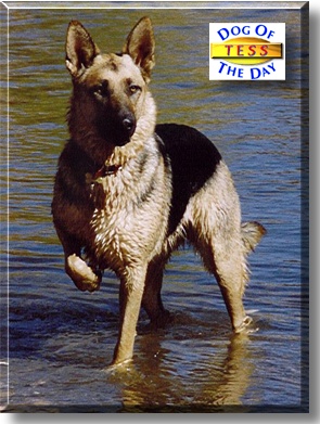 Tess, the Dog of the Day
