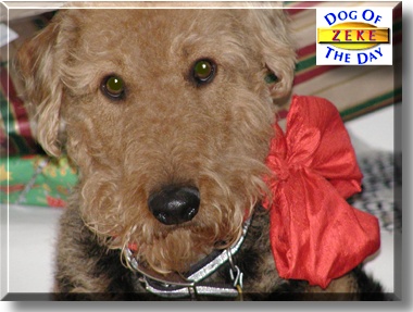 Zeke, the Dog of the Day