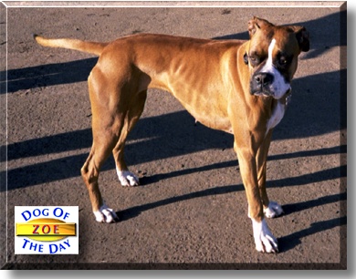 Zoe, the Dog of the Day
