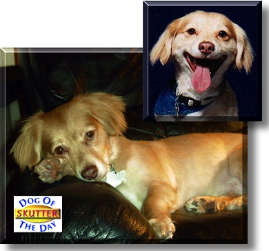 Skutter, the Dog of the Day