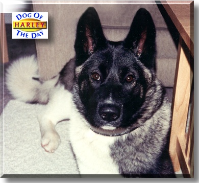 Harley, the Dog of the Day