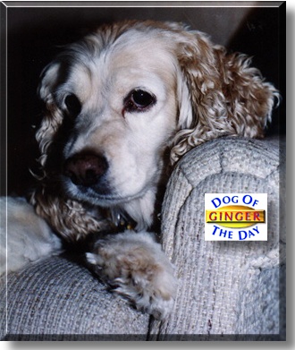 Ginger, the Dog of the Day