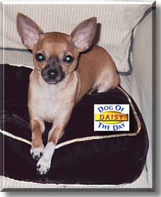 Daisy, the Dog of the Day