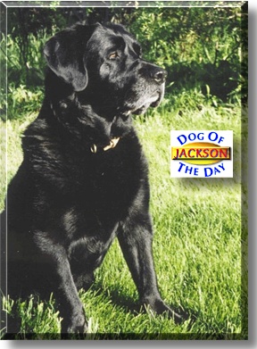 Jackson, the Dog of the Day