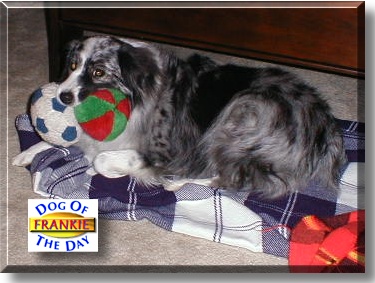 Frankie, the Dog of the Day