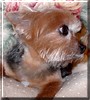 Heidi