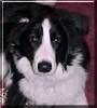 Beau