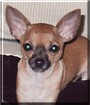 Daisy