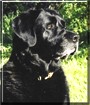 Jackson