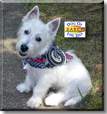 Darcy, the Dog of the Day
