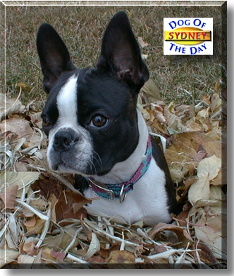 Sydney, the Dog of the Day