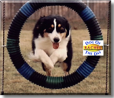Rachel, the Dog of the Day