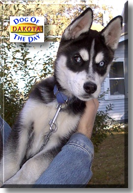 Dakota, the Dog of the Day