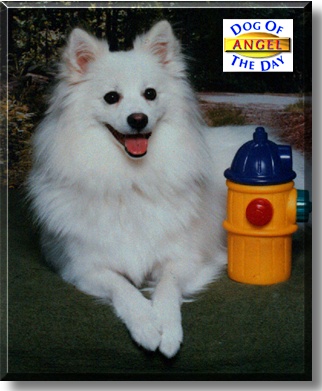 Angel, the Dog of the Day