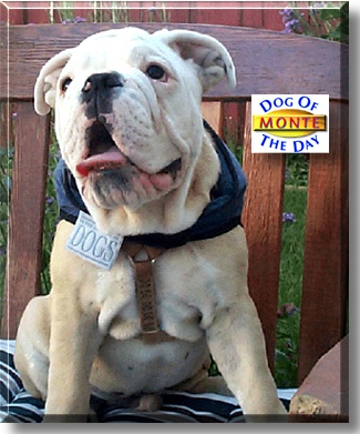Monte Bull the Dozer, the Dog of the Day