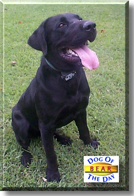 Bear, the Dog of the Day