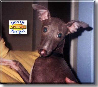 Spiegel, the Dog of the Day