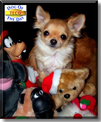 Teco, the Dog of the Day
