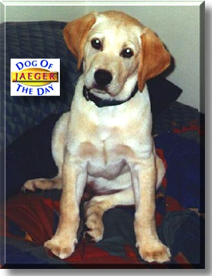 Jaeger, the Dog of the Day