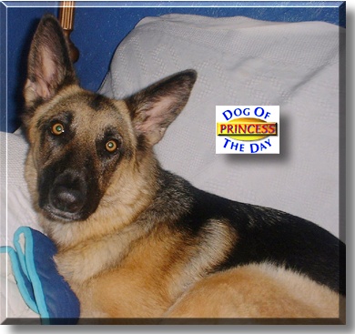 Princess, the Dog of the Day