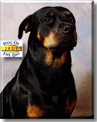 Jade, the Dog of the Day