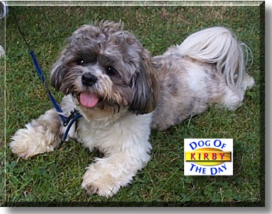 Kirby, the Dog of the Day