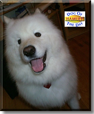 Hamlet, the Dog of the Day