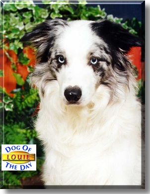 Louie, the Dog of the Day