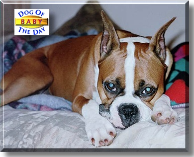 Baby, the Dog of the Day