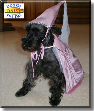 Daisy, the Dog of the Day