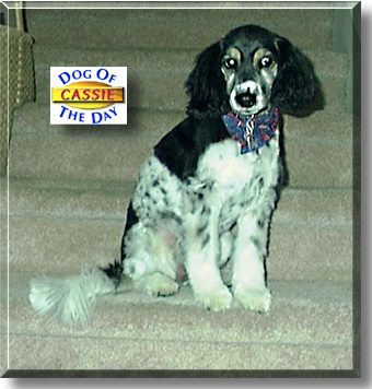 Cassie, the Dog of the Day