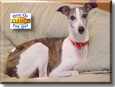 Clancy, the Dog of the Day
