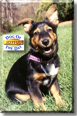 Joyful, the Dog of the Day