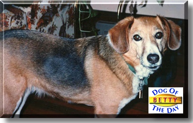 Betty, the Dog of the Day
