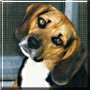 Buddy