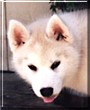 Klondike