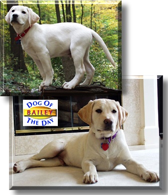 Bailey, the Dog of the Day