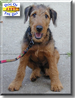Abby, the Dog of the Day