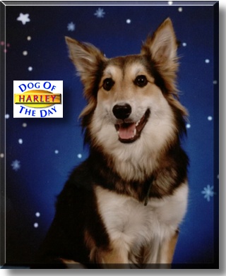 Harley, the Dog of the Day