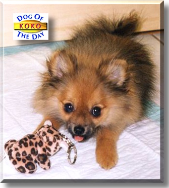 Koko, the Dog of the Day