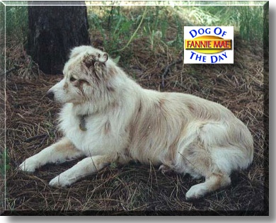 Fannie Mae, the Dog of the Day
