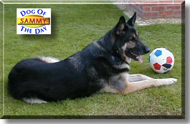 Sammy, the Dog of the Day