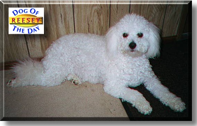 Reesey, the Dog of the Day